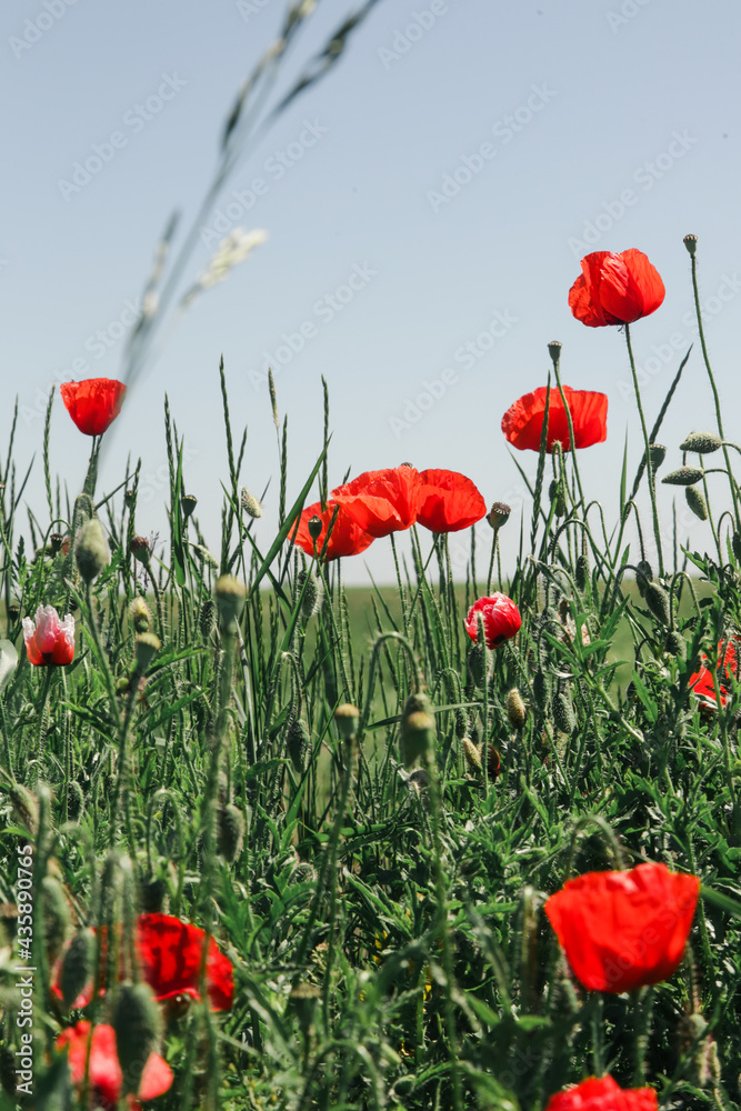Obraz premium Beautiful poppy field on a sunny summer day.