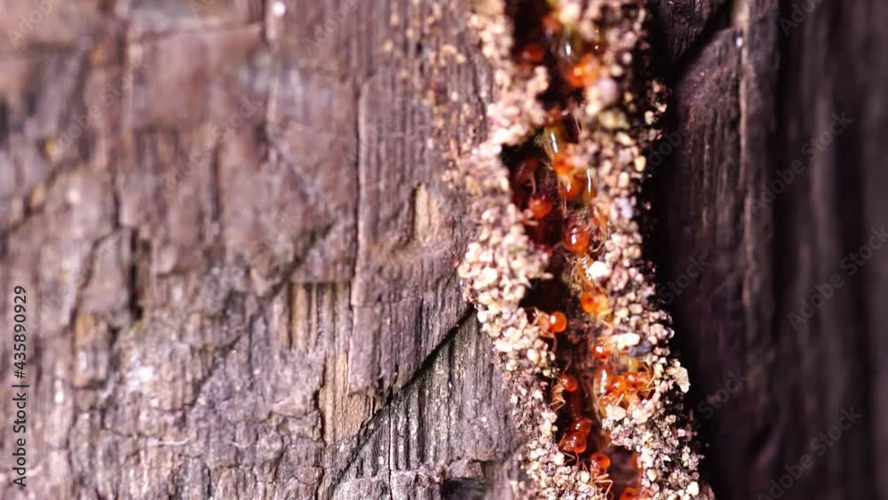 Termite Workers, Small termites, Termites workers repairing a tunnel. Selective focus.	