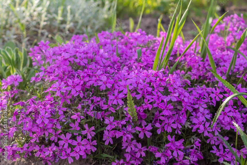 Purple flowers in the garden. Seasonal flowers. Little beautiful petals. A bunch of beautiful flowers