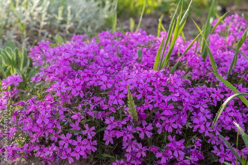 Purple flowers in the garden. Seasonal flowers. Little beautiful petals. A bunch of beautiful flowers