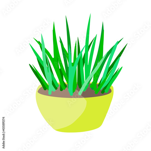Houseplant potted sedge in cartoon design style, vector illustration on white isolated background for prints, icons, banners, backdrops or emblems.