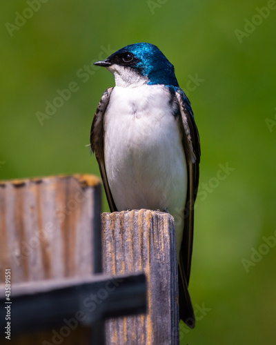 Tree Swallow