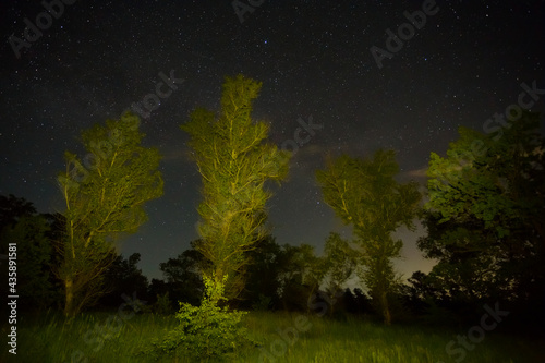 night starry sky above forest glade  night outdoor landscape