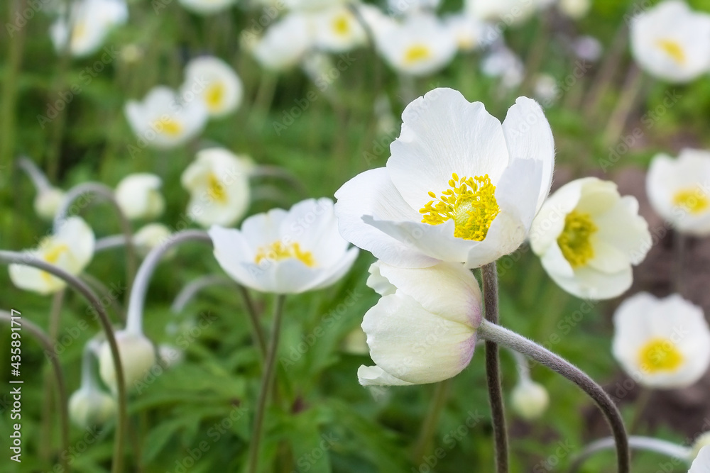 White flowers outdoors. Large image of flowers in the garden. Beautiful flowers White flowers outdoors. Large image of flowers in the garden. Beautiful flowers