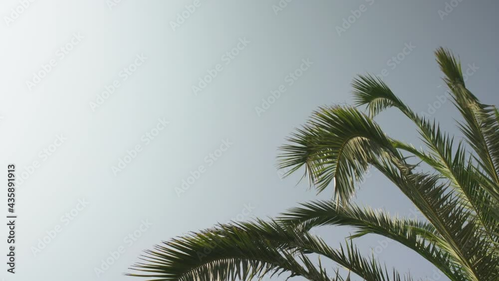 Looking up palm tree leaves moving in slow wind with clear blue sky - space for text - upper left corner Looking up palm tree leaves moving in slow wind with clear blue sky - space for text - upper left corner