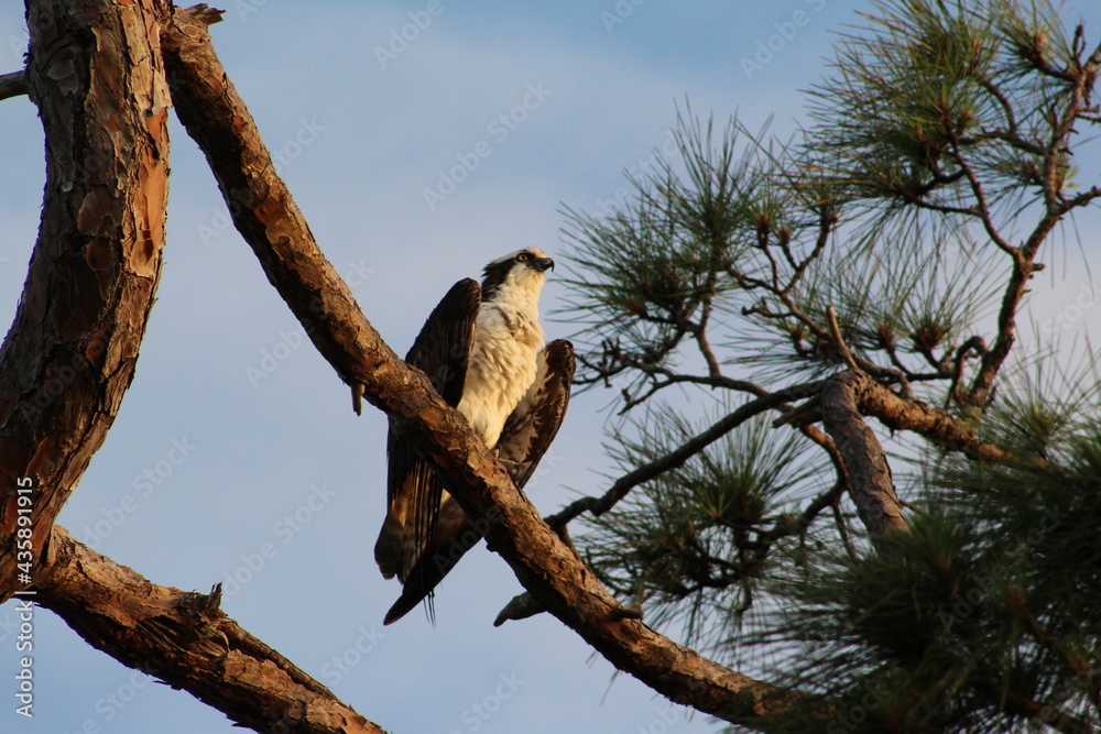 Obraz premium Osprey Bird in a tree