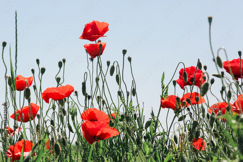 Obraz premium Beautiful poppy field on a sunny summer day.