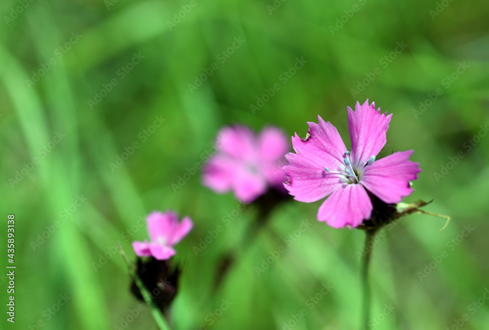 Leuchtend rote Blüte einer Feldnelke