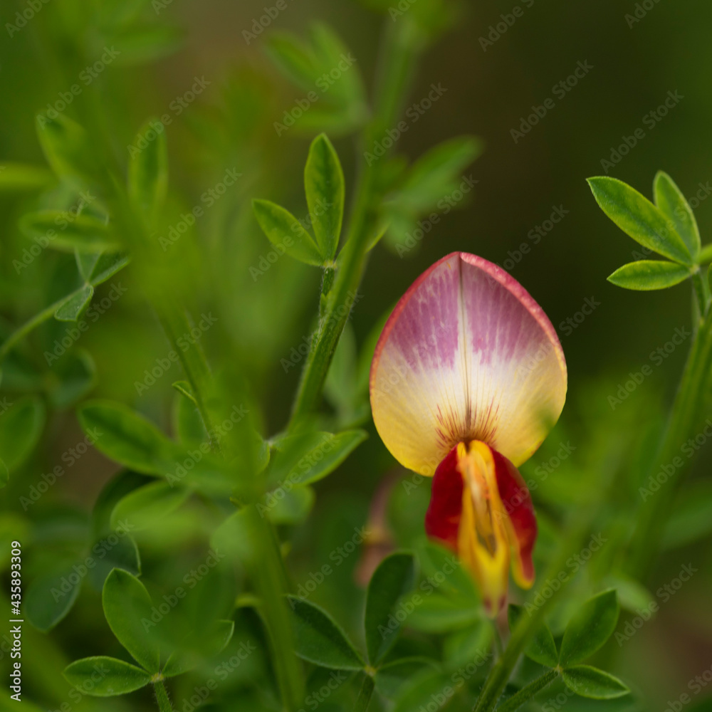A red and yellow flower. Scotch broom. Cytisus Andreanus Splendens