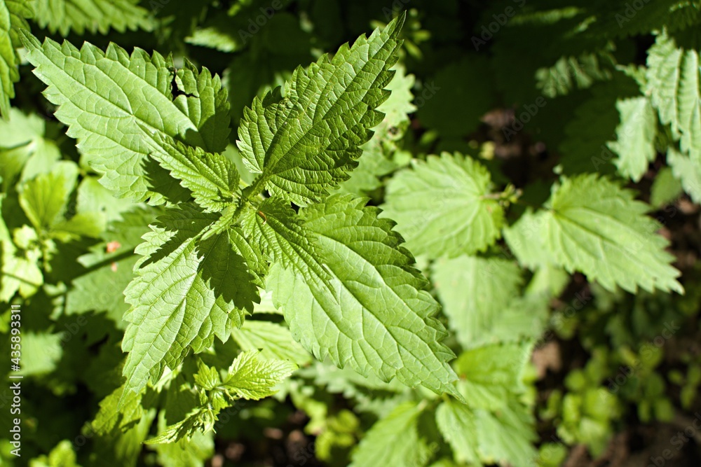 Green leaves of young nettle on blurred background. Top view Green leaves of young nettle on blurred background. Top view