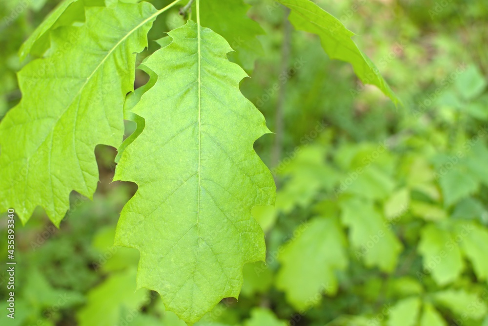 young green oak leaf on blurred green foliage background young green oak leaf on blurred green foliage background
