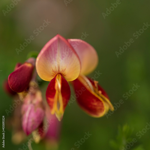 A red and yellow flower. Scotch broom. Cytisus Andreanus Splendens