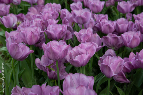 Fototapeta Naklejka Na Ścianę i Meble -  Field of purple tulips in the park