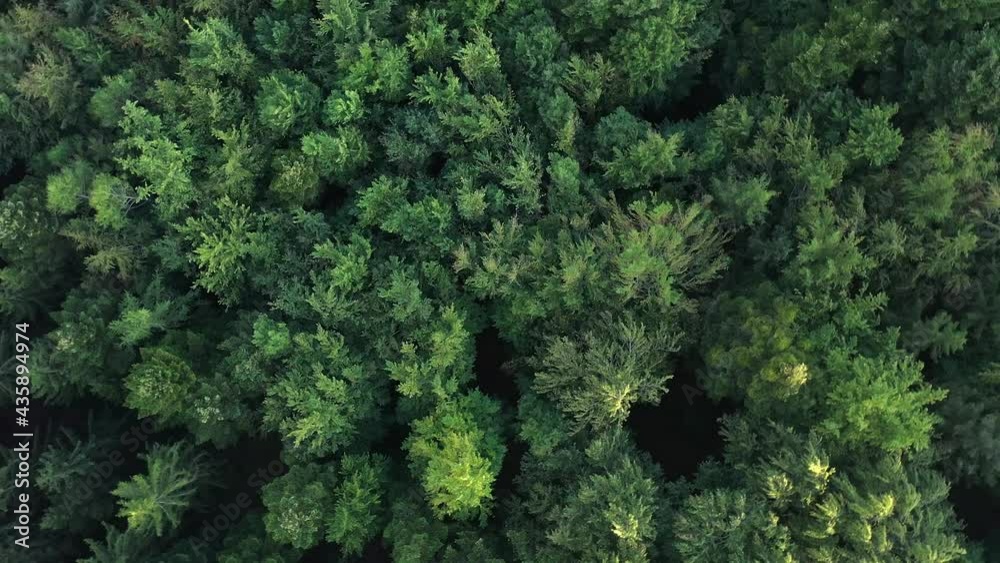 Forest aerial top view with green Trees in Black Forest, Germany