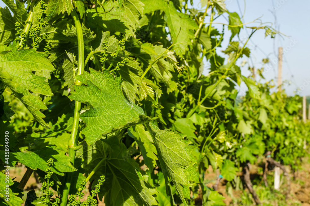 Vine plantation in Novi Sad, Serbia. Vine plantation in Novi Sad, Serbia.