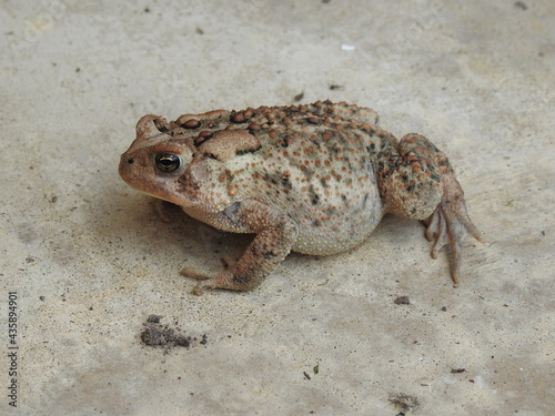 An American toad enjoying a cool spring day in Cecil County  Elkton  Maryland.