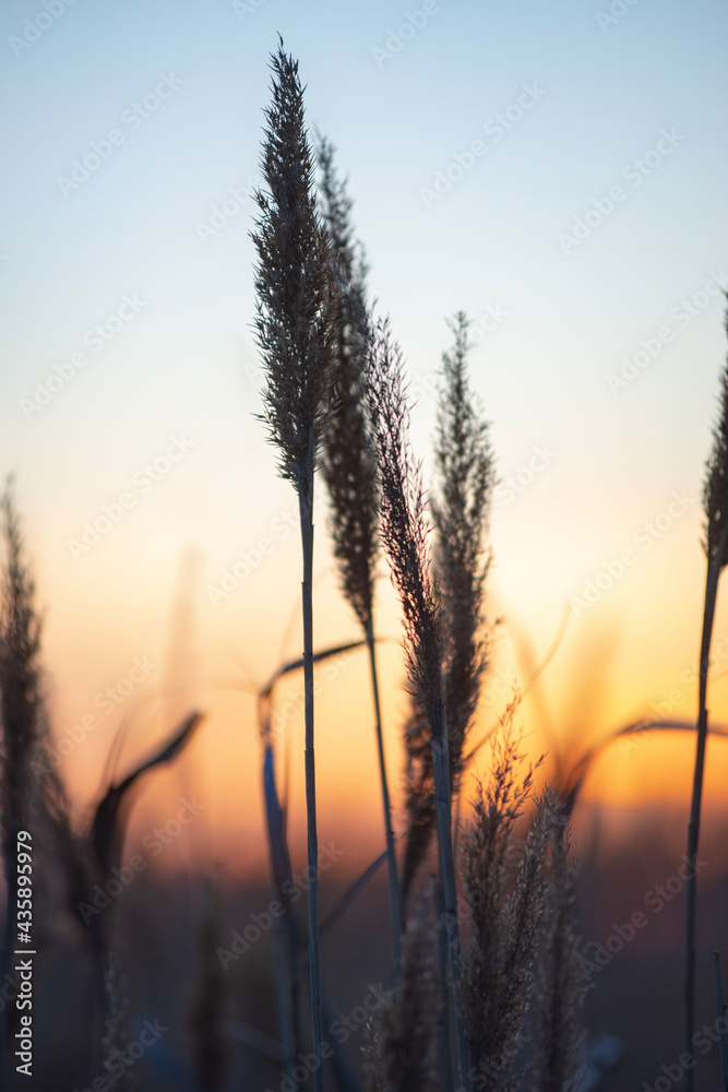 reeds on the background of the sunset ned