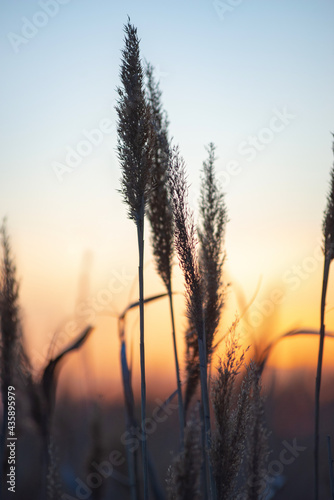 Fototapeta Naklejka Na Ścianę i Meble -  reeds on the background of the sunset ned