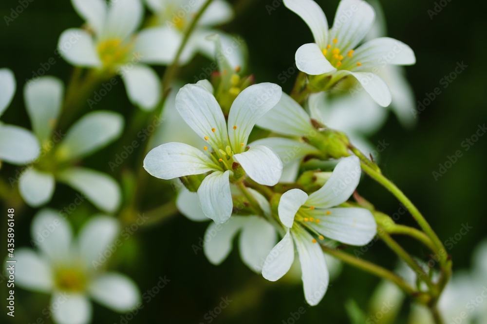 weisse Blüten von Steinbrech weisse Blüten von Steinbrech