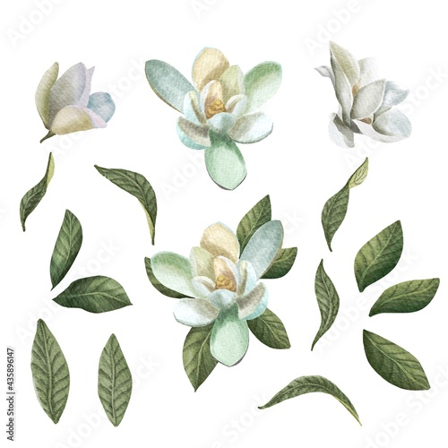Watercolor set with white magnolia flowers and leaves isolated on white background. Spring illustration for design, print