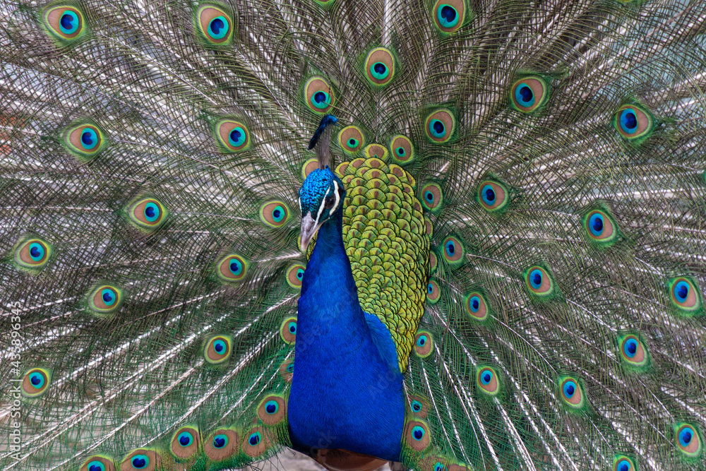 Obraz premium peacock with feathers
