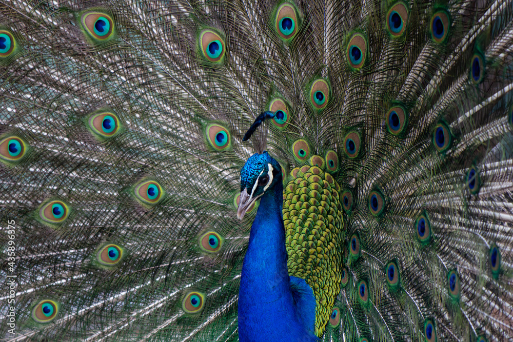 Naklejka premium Peacock