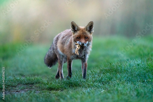 red fox with prey