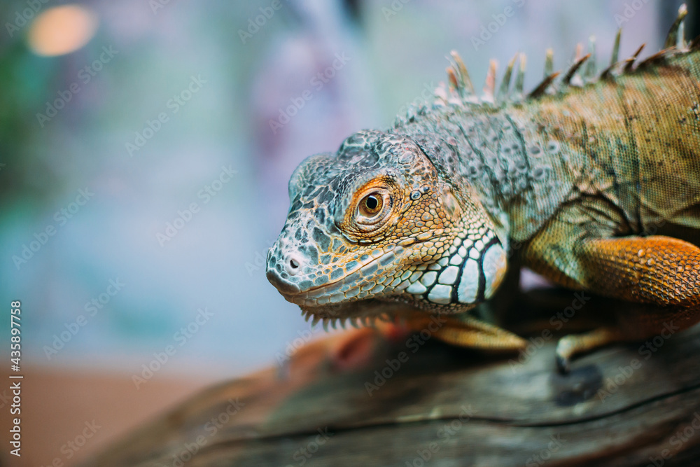 Obraz premium Green iguana also known as the American iguana is a lizard reptile in the genus Iguana in the iguana family