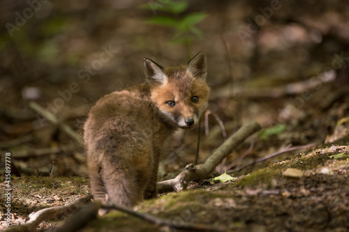Fuchswelpe im Wald © Nadine Haase