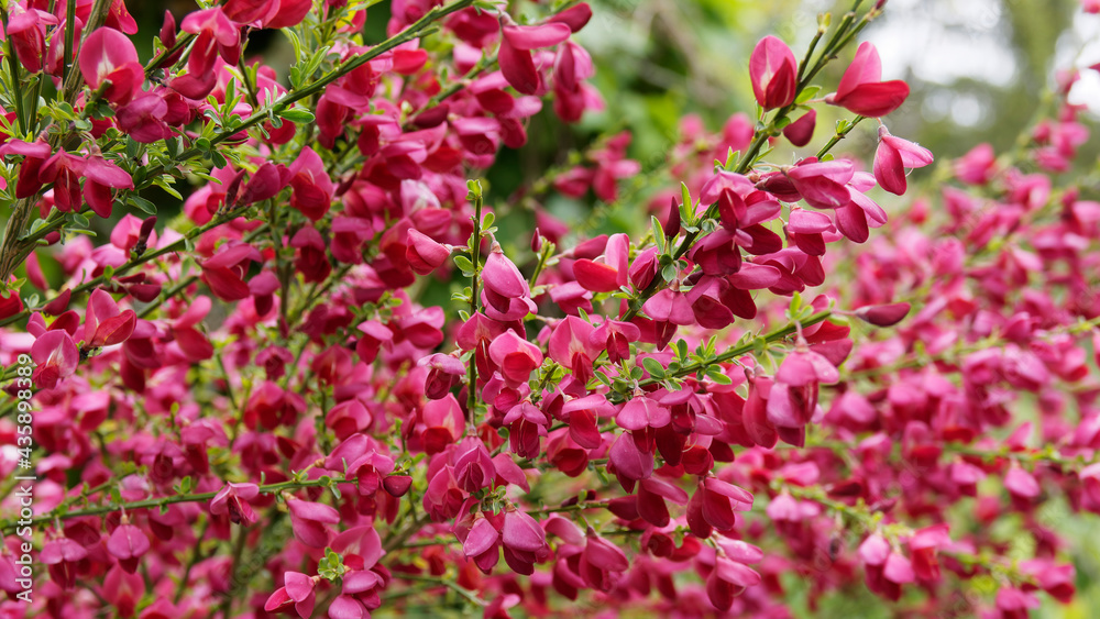 (Cytisus scoparius 'Boskoop Ruby') Genêt à balais ou sparte à floraison spectaculaire rouge rubis sur des branches vertes dressées presque nues (Cytisus scoparius 'Boskoop Ruby') Genêt à balais ou sparte à floraison spectaculaire rouge rubis sur des branches vertes dressées presque nues