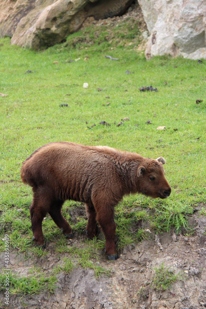 takin in a zoo in france