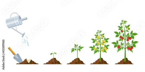 Tomato growth. Stages of plant seeding, flowering and fruiting. Vegetable green sprout grow. Agriculture planting process vector infographic