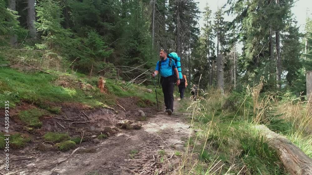 A tourist group with backpacks and trekking poles walks along the trail through the forest A tourist group with backpacks and trekking poles walks along the trail through the forest