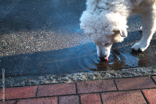 Hund trinkt aus Pfütze