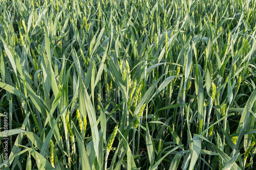 Foto Winter wheat heads emerging.