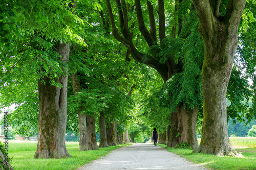 Woman having a walk in a Peaceful tree line country road with in spring with green leaves. photo