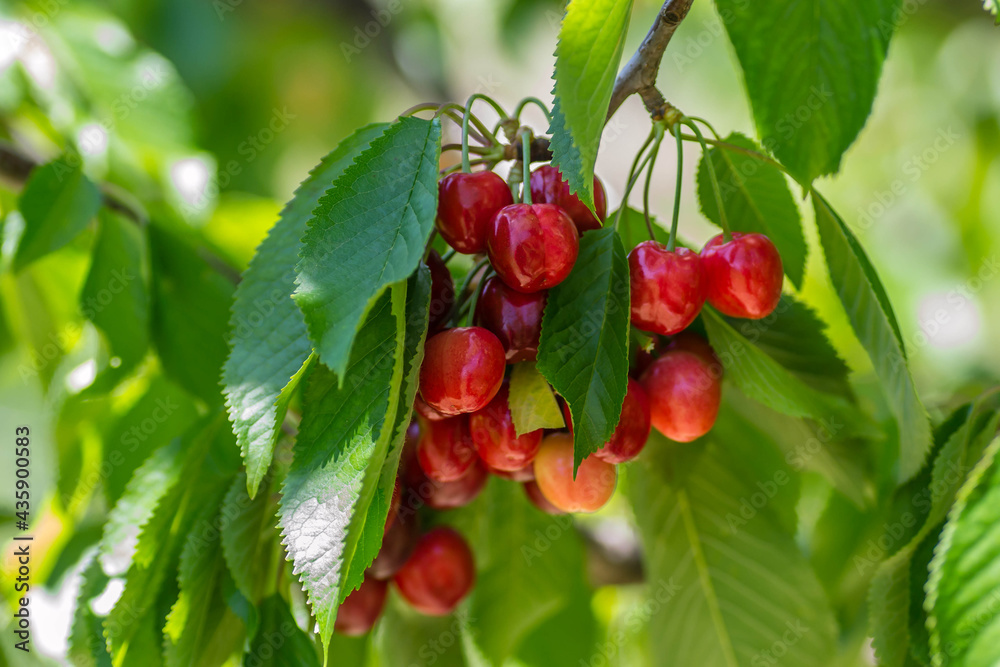 Ripe cherry fruits in the tree canopy, on a plantation in Novi Sad, Serbia. Ripe cherry fruits in the tree canopy, on a plantation in Novi Sad, Serbia.