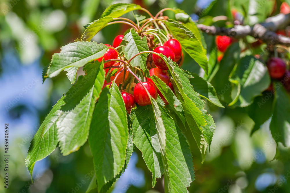 Ripe cherry fruits in the tree canopy, on a plantation in Novi Sad, Serbia. Ripe cherry fruits in the tree canopy, on a plantation in Novi Sad, Serbia.