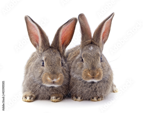 Two little rabbits.