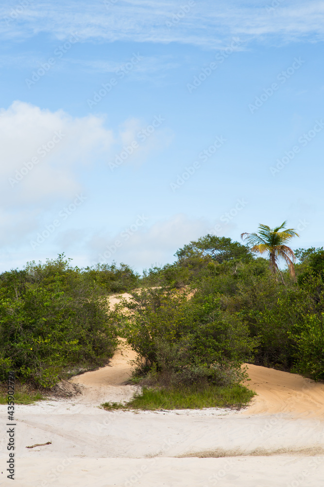 beach with palm trees