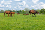 Mares and foals in a pasture on a sunny day.