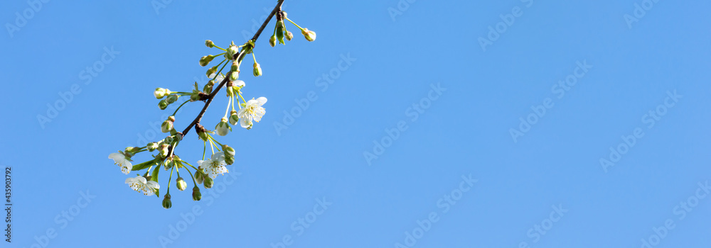 flowering cherry branch against the background of blue sky in sunlight flowering cherry branch against the background of blue sky in sunlight