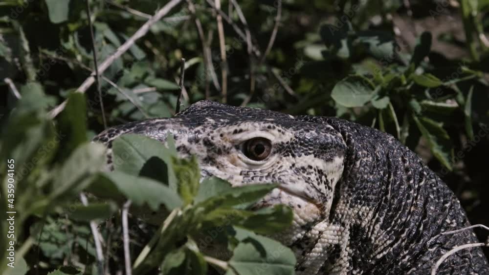 Asian water monitor peeking through foliage Asian water monitor peeking through foliage