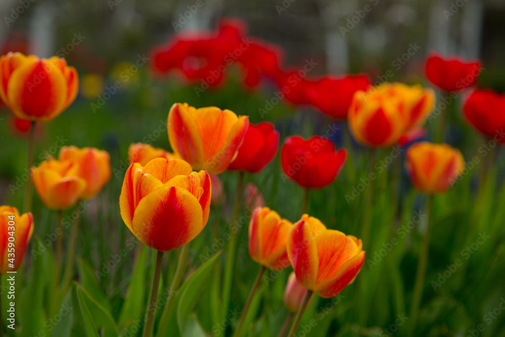 Blooming beautiful yellow-red tulips in the garden Blooming beautiful yellow-red tulips in the garden