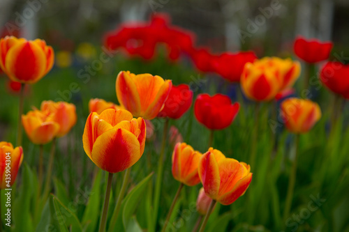 Blooming beautiful yellow-red tulips in the garden