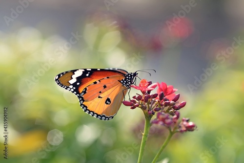 Tiger butterfly.