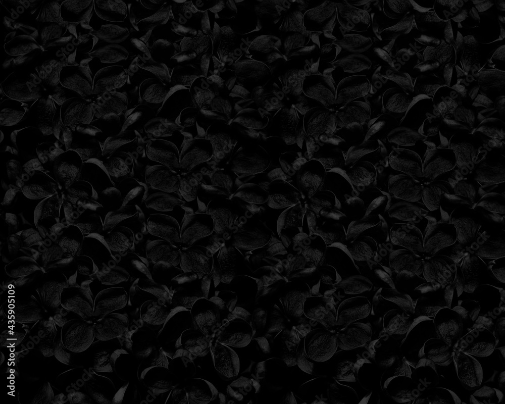 Tło czarne kwiaty - obrazy, fototapety, plakaty 