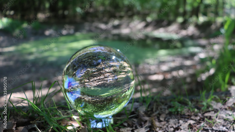 Pond vegetation into a lensball crystal sphere Pond vegetation into a lensball crystal sphere