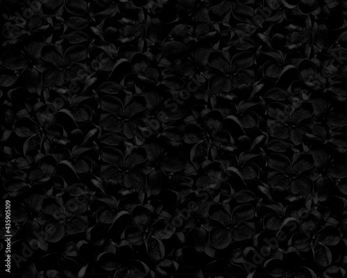 Tło czarne kwiaty