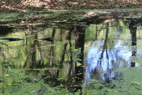 Pond water surface with green vegetation
